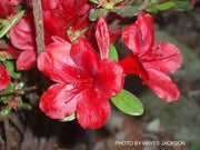 - Azalea 'Midnight Flare’ Red Flowering Harris Azalea - Mr Maple │ Buy Japanese Maple Trees