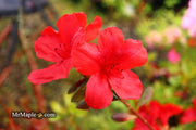 - Azalea 'Midnight Flare’ Red Flowering Harris Azalea - Mr Maple │ Buy Japanese Maple Trees