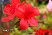 - Azalea 'Midnight Flare’ Red Flowering Harris Azalea - Mr Maple │ Buy Japanese Maple Trees
