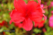 - Azalea 'Midnight Flare’ Red Flowering Harris Azalea - Mr Maple │ Buy Japanese Maple Trees