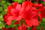 - Azalea 'Midnight Flare’ Red Flowering Harris Azalea - Mr Maple │ Buy Japanese Maple Trees