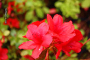 - Azalea 'Midnight Flare’ Red Flowering Harris Azalea - Mr Maple │ Buy Japanese Maple Trees