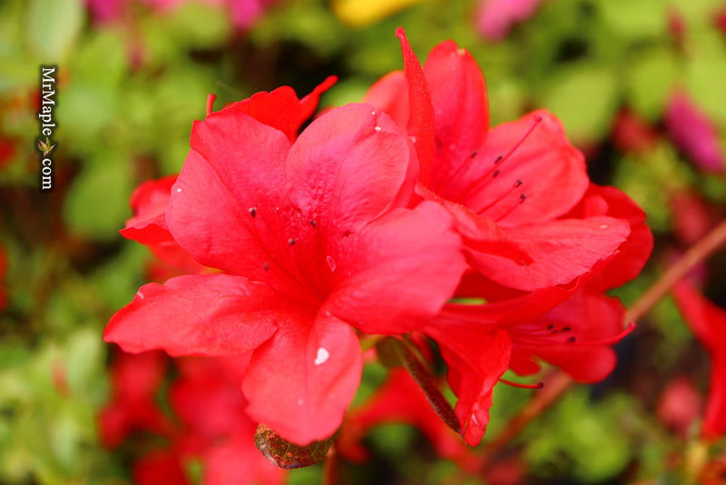 - Azalea 'Midnight Flare’ Red Flowering Harris Azalea - Mr Maple │ Buy Japanese Maple Trees