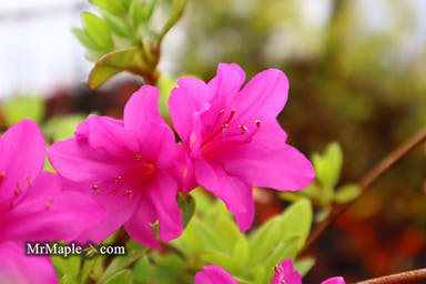 - Azalea 'Mildred’ Vivid Purple Flowering Kurume Azalea - Mr Maple │ Buy Japanese Maple Trees