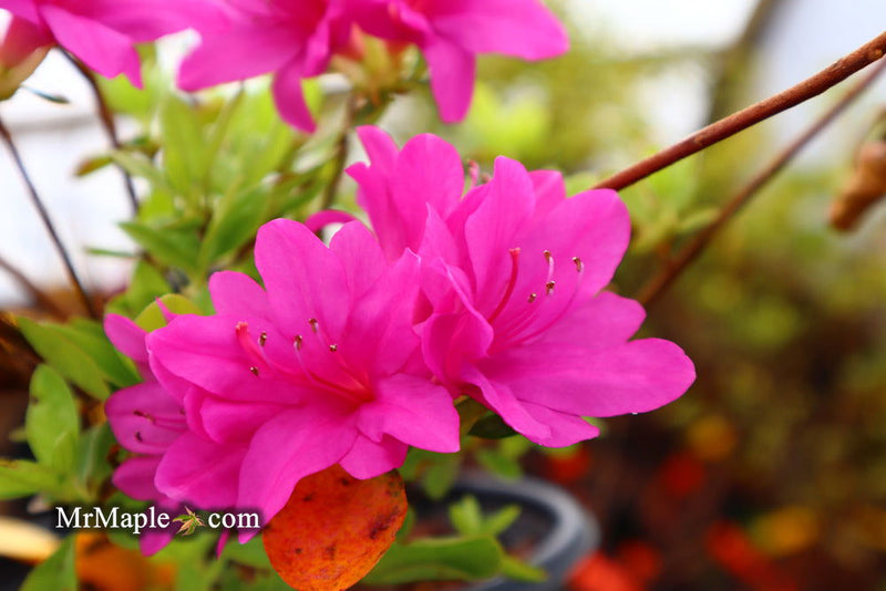 - Azalea 'Mildred’ Vivid Purple Flowering Kurume Azalea - Mr Maple │ Buy Japanese Maple Trees