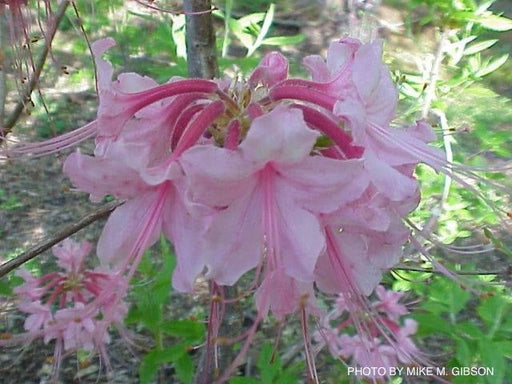 - Azalea 'Miss Dean’ Pink Native Azalea - Mr Maple │ Buy Japanese Maple Trees