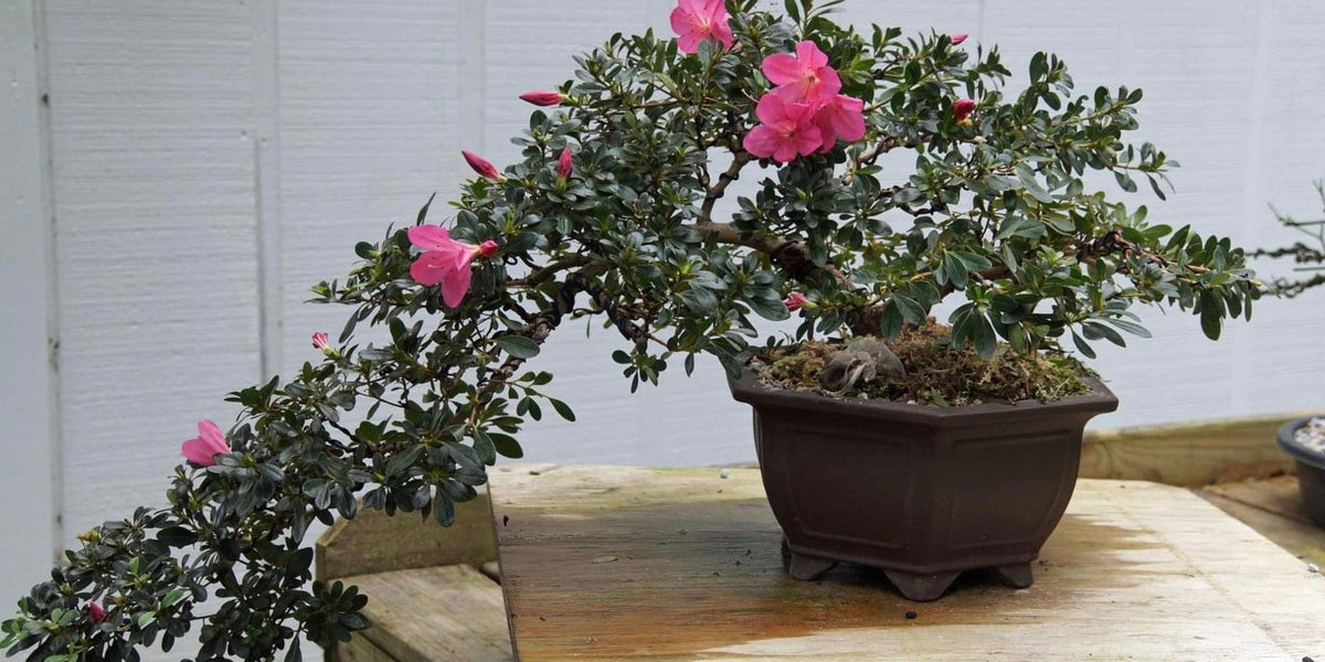 Buy Azalea 'Momo no haru' Bright Pink Blooming Azalea — Mr Maple │ Buy  Japanese Maple Trees
