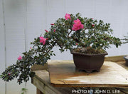 - Azalea 'Momo no haru’ Bright Pink Satsuki Azalea - Mr Maple │ Buy Japanese Maple Trees