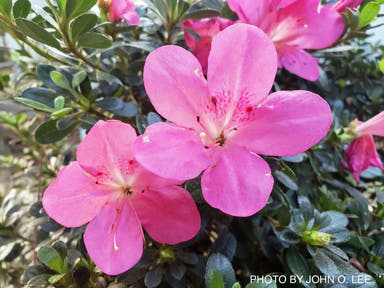 - Azalea 'Momo no haru’ Bright Pink Satsuki Azalea - Mr Maple │ Buy Japanese Maple Trees