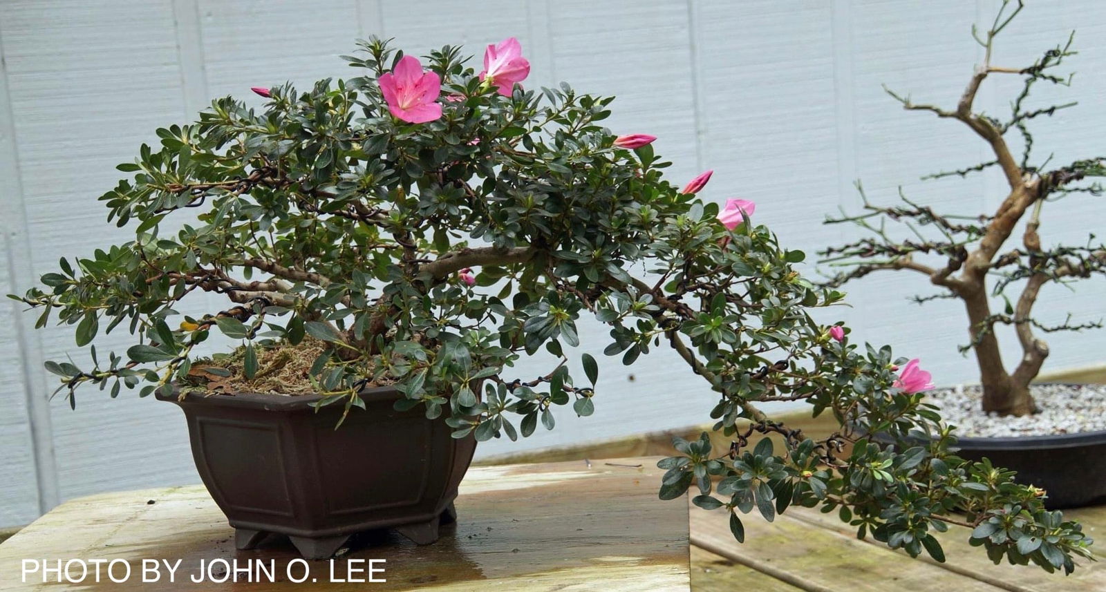 Buy Azalea 'Momo no haru' Bright Pink Blooming Azalea — Mr Maple