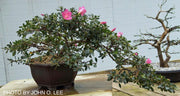 - Azalea 'Momo no haru’ Bright Pink Satsuki Azalea - Mr Maple │ Buy Japanese Maple Trees