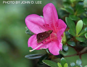 - Azalea 'Momo no haru’ Bright Pink Satsuki Azalea - Mr Maple │ Buy Japanese Maple Trees