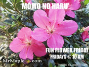 - Azalea 'Momo no haru’ Bright Pink Satsuki Azalea - Mr Maple │ Buy Japanese Maple Trees