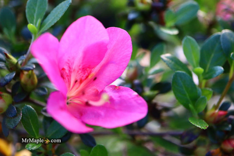 - Azalea 'Momo no haru’ Bright Pink Satsuki Azalea - Mr Maple │ Buy Japanese Maple Trees
