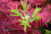 - Azalea 'Mooshatanio’ Orange Native Azalea - Mr Maple │ Buy Japanese Maple Trees
