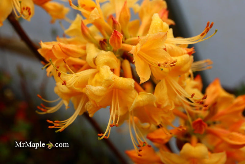 - Azalea 'My Mary’ Yellow Native Azalea - Mr Maple │ Buy Japanese Maple Trees