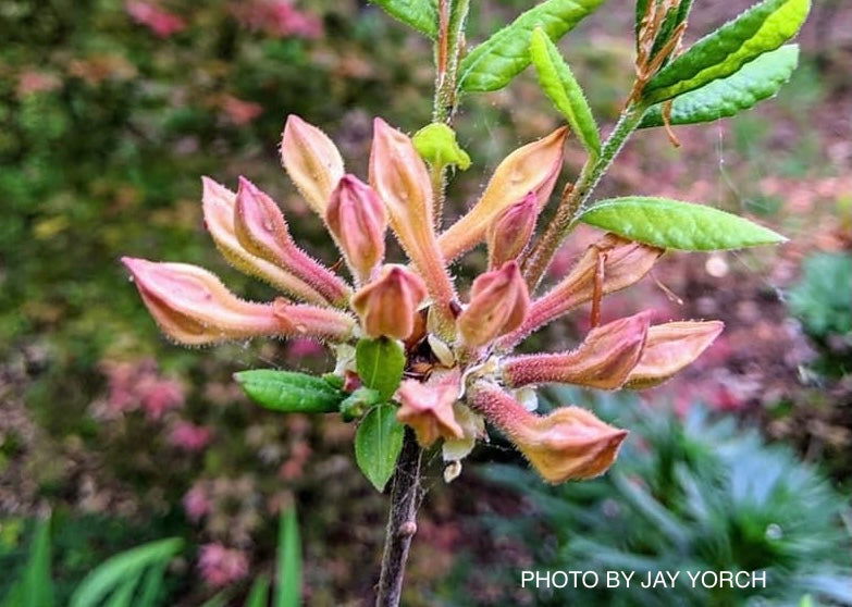 - Azalea 'My Mary’ Yellow Native Azalea - Mr Maple │ Buy Japanese Maple Trees