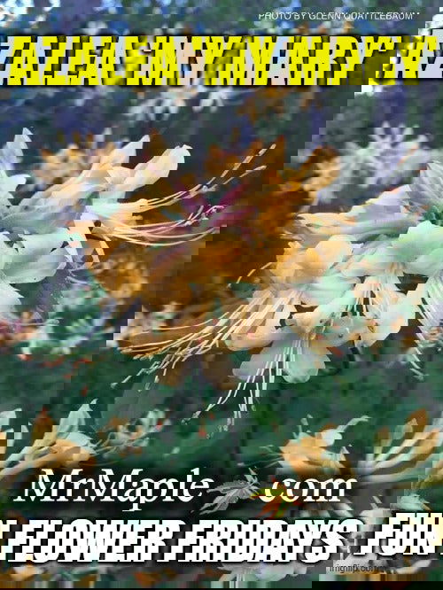 - Azalea 'My Mary’ Yellow Native Azalea - Mr Maple │ Buy Japanese Maple Trees