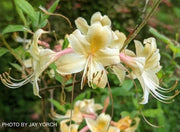 - Azalea 'My Mary’ Yellow Native Azalea - Mr Maple │ Buy Japanese Maple Trees