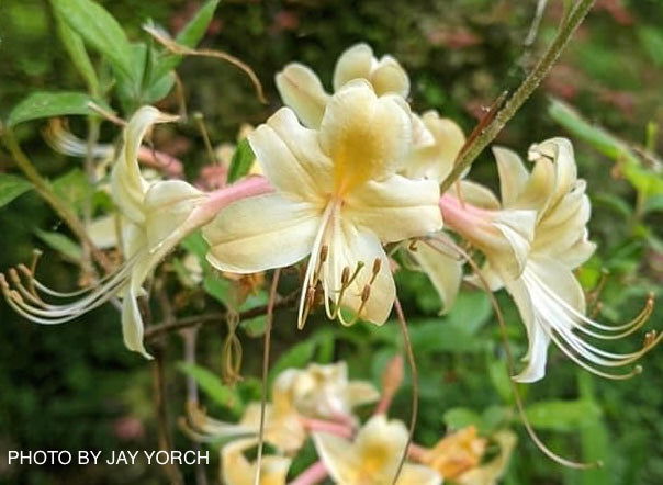 - Azalea 'My Mary’ Yellow Native Azalea - Mr Maple │ Buy Japanese Maple Trees
