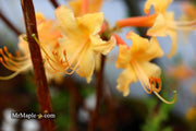 - Azalea 'My Mary’ Yellow Native Azalea - Mr Maple │ Buy Japanese Maple Trees