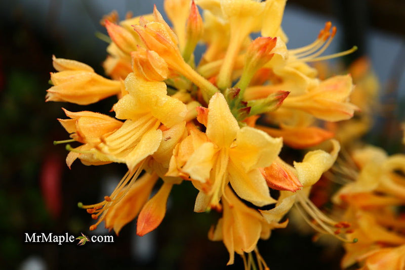 - Azalea 'My Mary’ Yellow Native Azalea - Mr Maple │ Buy Japanese Maple Trees