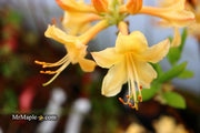 - Azalea 'My Mary’ Yellow Native Azalea - Mr Maple │ Buy Japanese Maple Trees
