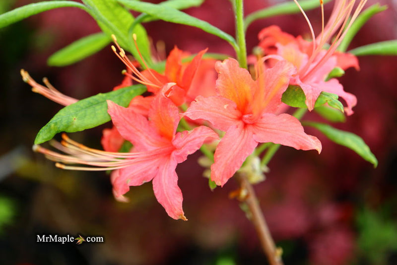 - Azalea 'N.E. Smith Nursery Red’ Oconee Native Azalea - Mr Maple │ Buy Japanese Maple Trees