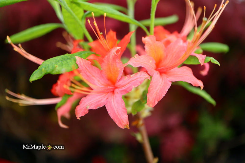 - Azalea 'N.E. Smith Nursery Red’ Oconee Native Azalea - Mr Maple │ Buy Japanese Maple Trees