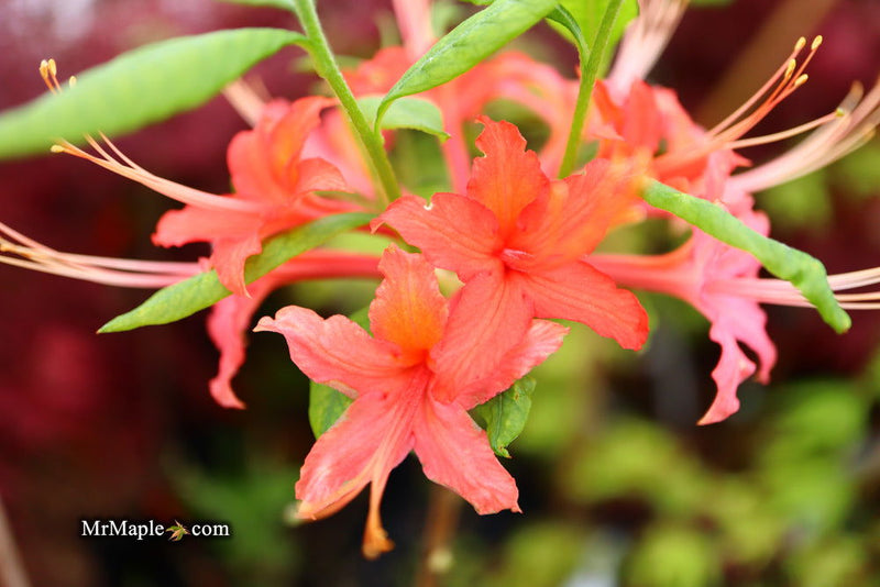 - Azalea 'N.E. Smith Nursery Red’ Oconee Native Azalea - Mr Maple │ Buy Japanese Maple Trees