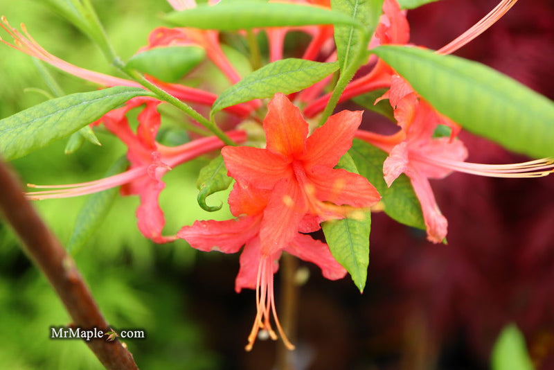 - Azalea 'N.E. Smith Nursery Red’ Oconee Native Azalea - Mr Maple │ Buy Japanese Maple Trees