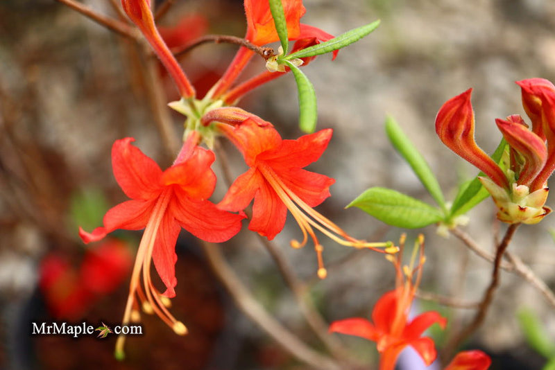 - Azalea 'N.E. Smith Nursery Red’ Oconee Native Azalea - Mr Maple │ Buy Japanese Maple Trees