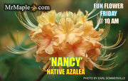 - Azalea 'Nancy' Native Azalea - Mr Maple │ Buy Japanese Maple Trees