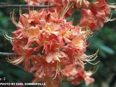 - Azalea 'Nicole O’ Orange Native Azalea - Mr Maple │ Buy Japanese Maple Trees