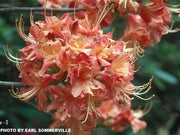 - Azalea 'Nicole O’ Orange Native Azalea - Mr Maple │ Buy Japanese Maple Trees