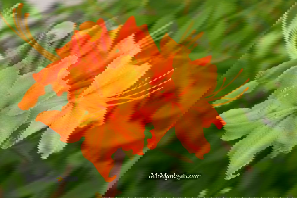 (A0025)島崎炎樹「花」 A0025)島崎炎樹「花」 A0025)島崎炎樹「花」 A0025)島崎炎樹「花」