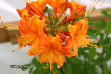 - Azalea 'Norma Strickland’ Orange Native Azalea - Mr Maple │ Buy Japanese Maple Trees