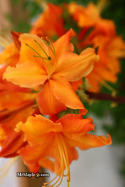 - Azalea 'Norma Strickland’ Orange Native Azalea - Mr Maple │ Buy Japanese Maple Trees