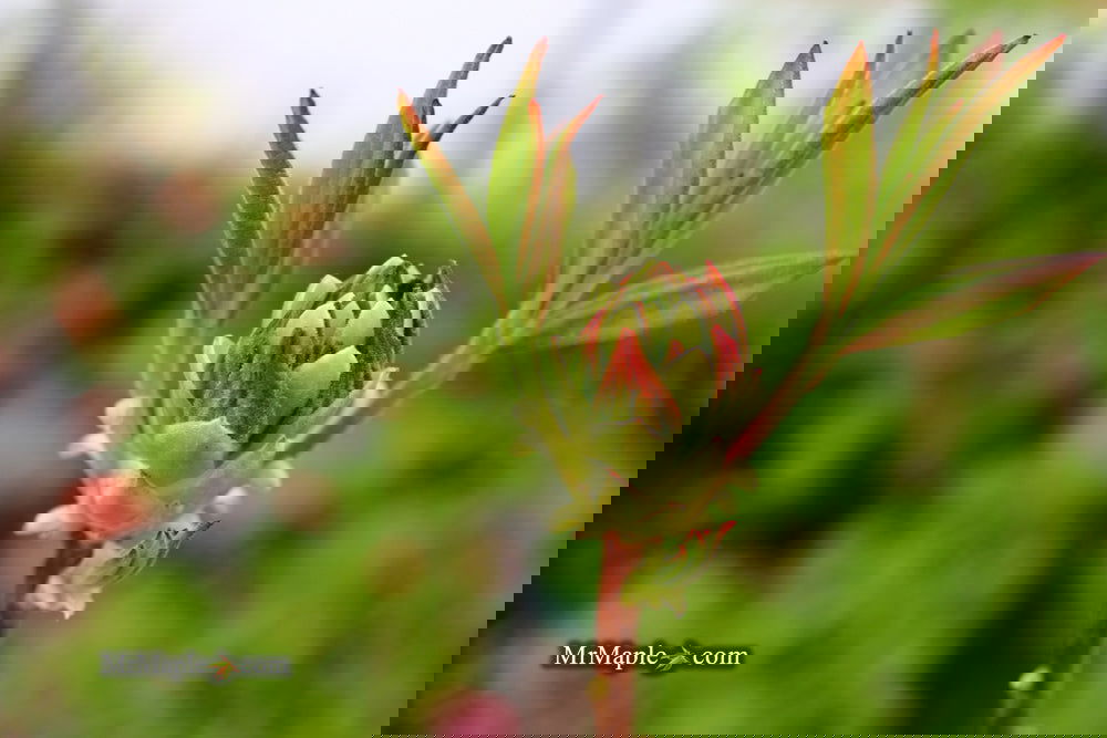 Buy Azalea 'Norma Strickland' Orange Native Azalea — Mr Maple