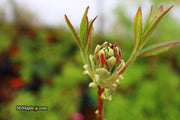 - Azalea 'Norma Strickland’ Orange Native Azalea - Mr Maple │ Buy Japanese Maple Trees
