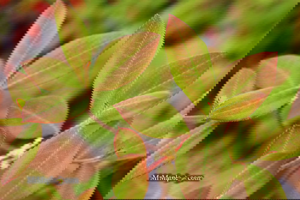 Buy Azalea 'Norma Strickland' Orange Native Azalea — Mr Maple