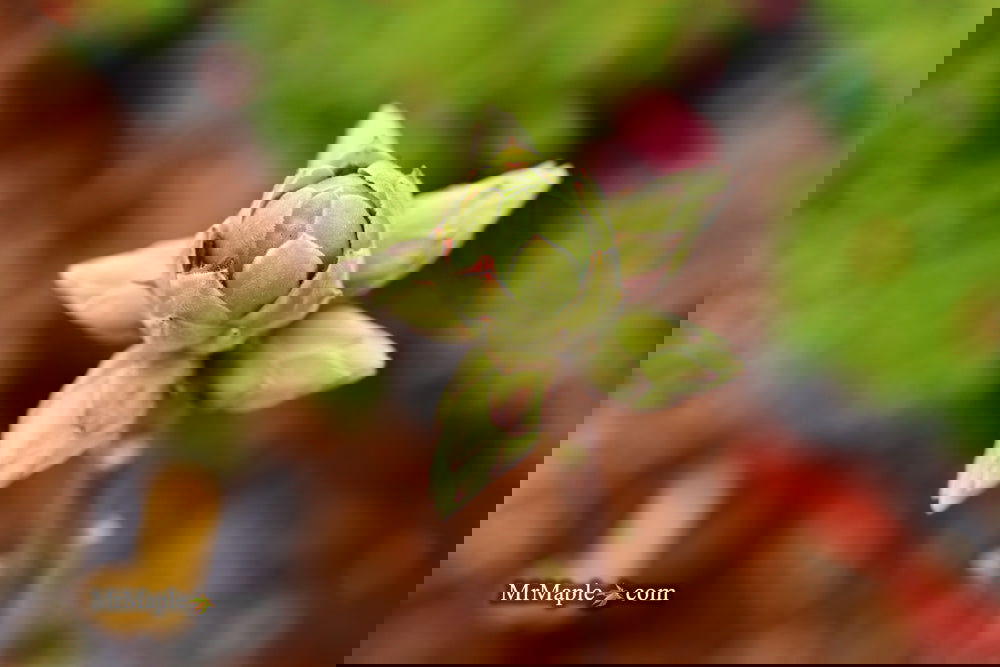 Buy Azalea 'Norma Strickland' Orange Native Azalea — Mr Maple