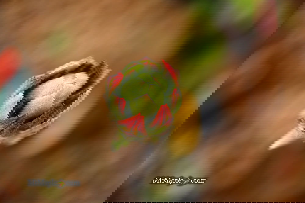 Buy Azalea 'Norma Strickland' Orange Native Azalea — Mr Maple