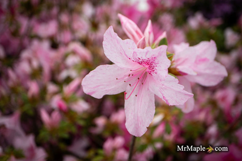 - Azalea 'North Lake Beauty’ Pink Variegated Azalea - Mr Maple │ Buy Japanese Maple Trees