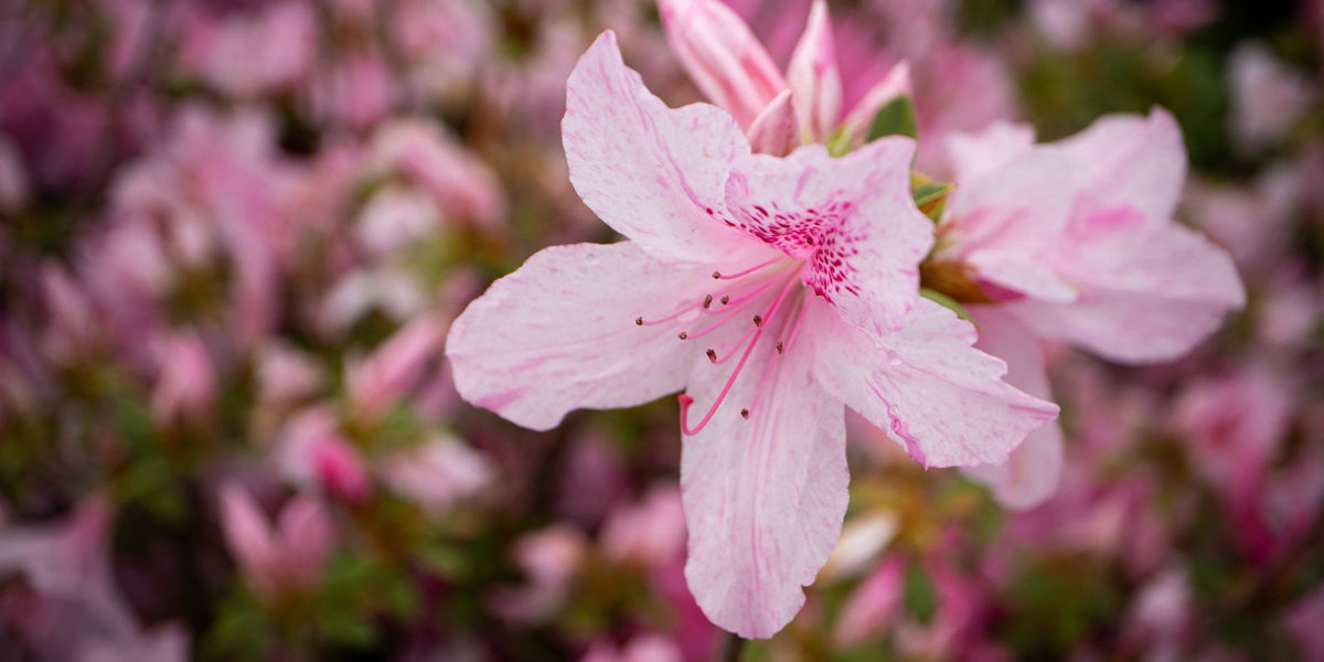 Nwt azalea pink summit Pink Snowcap™ Rebloom™ Azalea | Head Ornamentals Inc  main image 2