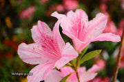 - Azalea 'North Lake Beauty’ Pink Variegated Azalea - Mr Maple │ Buy Japanese Maple Trees