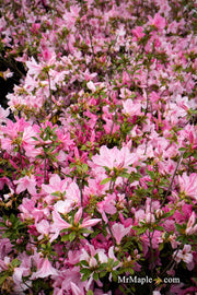 - Azalea 'North Lake Beauty’ Pink Variegated Azalea - Mr Maple │ Buy Japanese Maple Trees