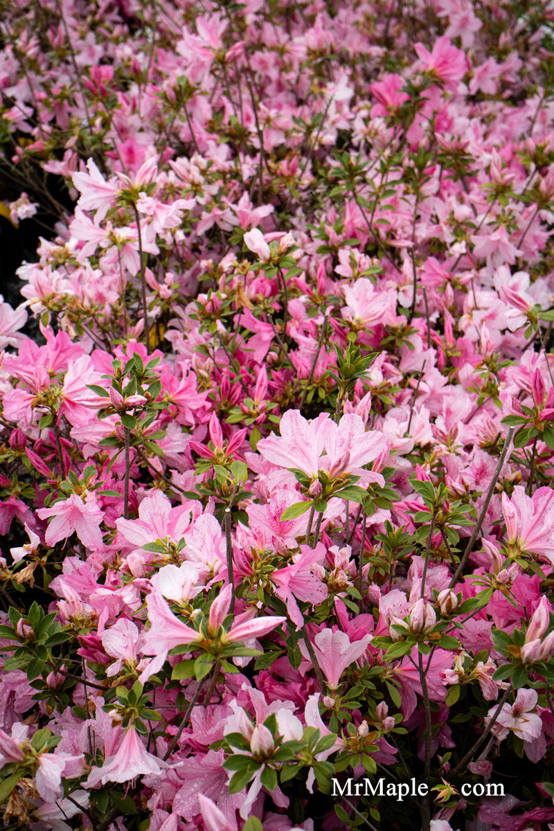 - Azalea 'North Lake Beauty’ Pink Variegated Azalea - Mr Maple │ Buy Japanese Maple Trees
