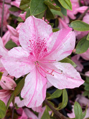 - Azalea 'North Lake Beauty’ Pink Variegated Azalea - Mr Maple │ Buy Japanese Maple Trees