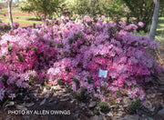 - Azalea 'North Lake Beauty’ Pink Variegated Azalea - Mr Maple │ Buy Japanese Maple Trees